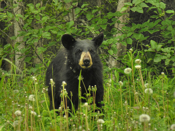 Black Bear on Elmendorf Air Force Base, Anchorage, Alaska