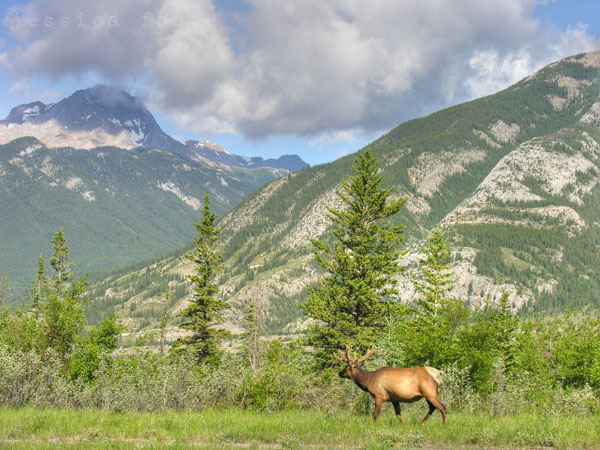 Elk in Banff National Park