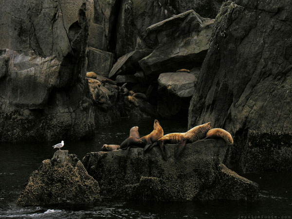 Steller Sea Lions in Kenai Fjords National Park