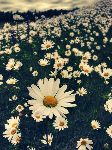 Daisies on Elmendorf AFB, Anchorage, Alaska