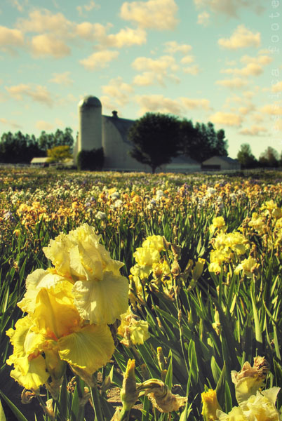 Iris Farm, Traverse City, Michigan